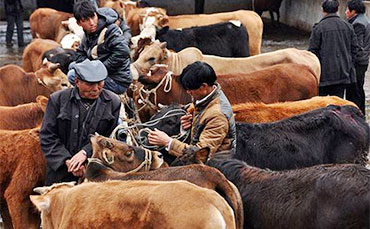 犢牛很嬌貴，飼喂?fàn)倥＿@5大誤區(qū)要留神！